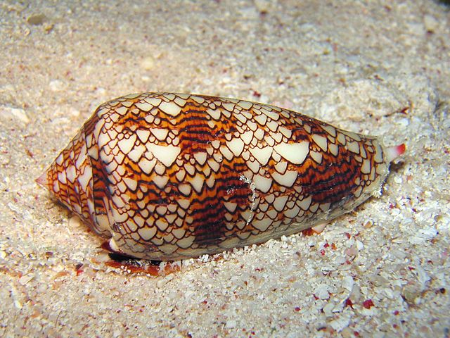 Figura 3: Conus Textile Di Richard Ling - Own work; Location: Cod Hole, Great Barrier Reef, Australia, CC BY-SA 3.0, https://commons.wikimedia.org/w/index.php?curid=293495